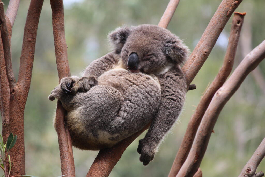 sleeping koala in a tree