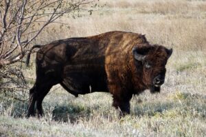 South Dakota
