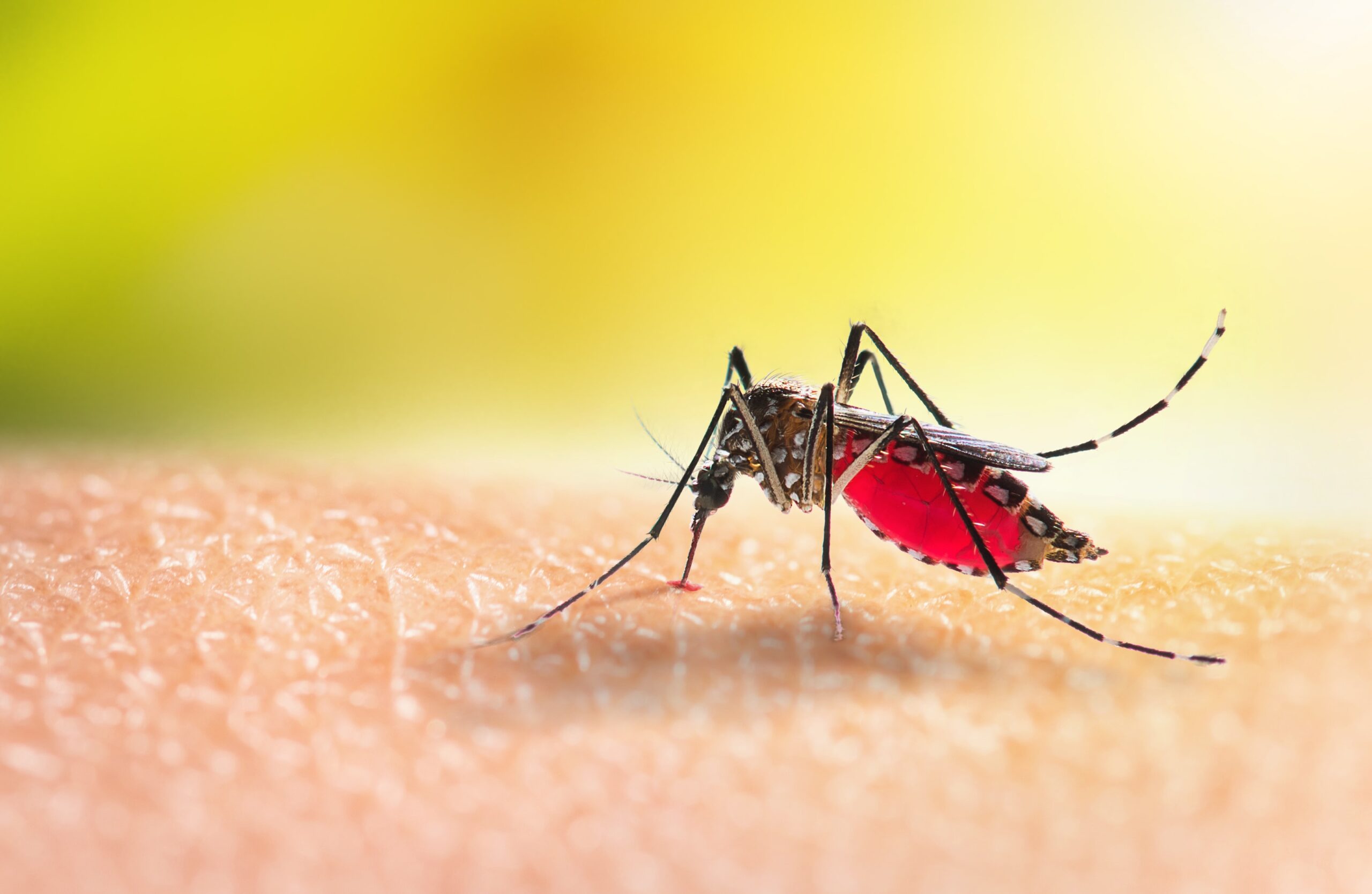 Mosquito biting human