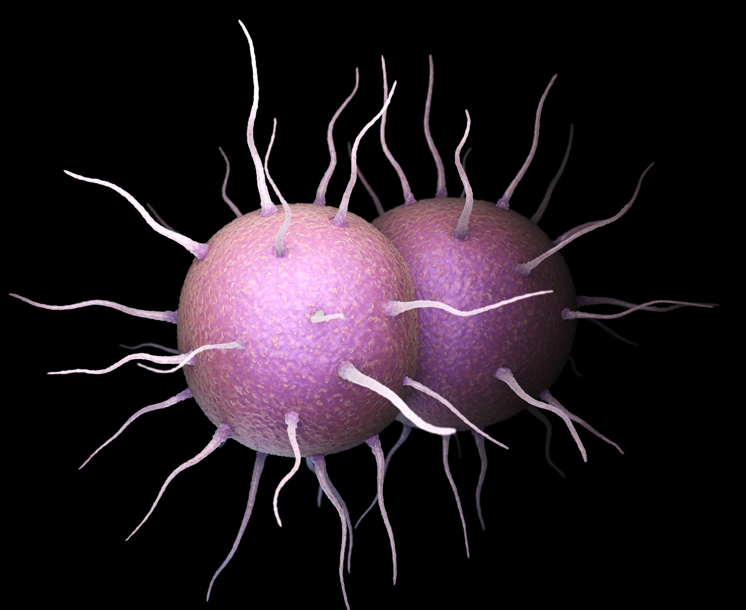 Neisseria gonorrhoeae