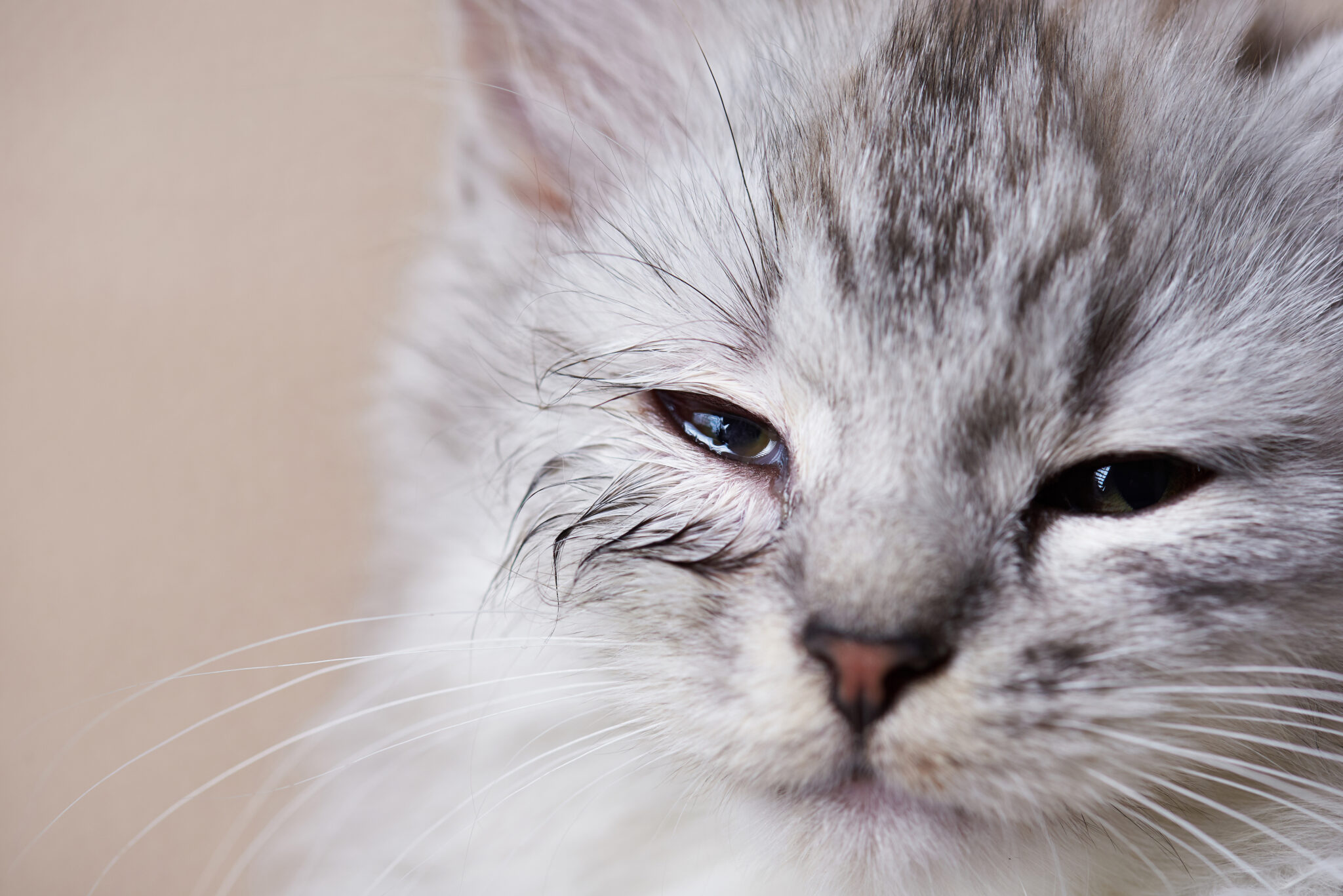 chlamydia infection n cats